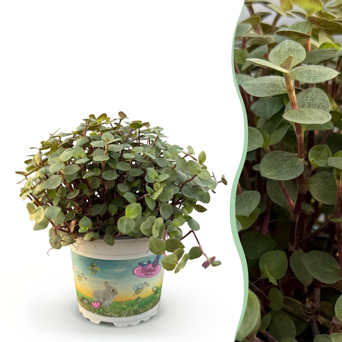 Callisia repens – Ø12 cm, 14 cm hög
