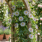 Passiflora caerulea (blauwe passiebloem) – wit-paars – 4 planten, Ø9 cm, 35 cm hoog