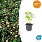Fragaria vesca (aardbei) – 60 planten, Ø9 cm, 10–25 cm hoog