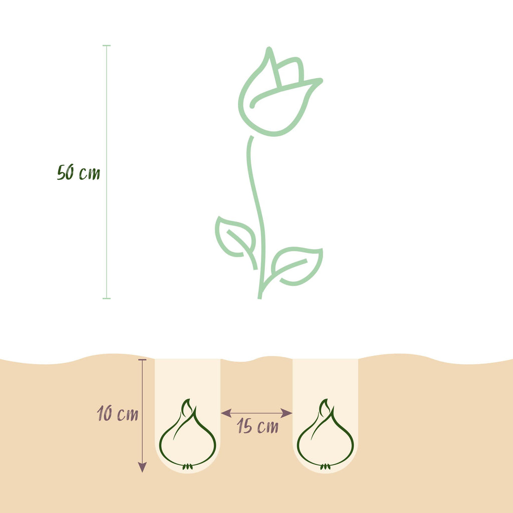 Tulpe 'Hemisphere' – 12 Blumenzwiebeln (Zwiebelgröße 11/12)