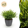 2× Bamusa Pogonatherum Monica (bambou nain) en pot décoratif gris – Ø12 cm, 20 cm de haut