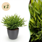 2× Bamusa Pogonatherum Monica (bambou nain) en pot décoratif gris – Ø12 cm, 20 cm de haut