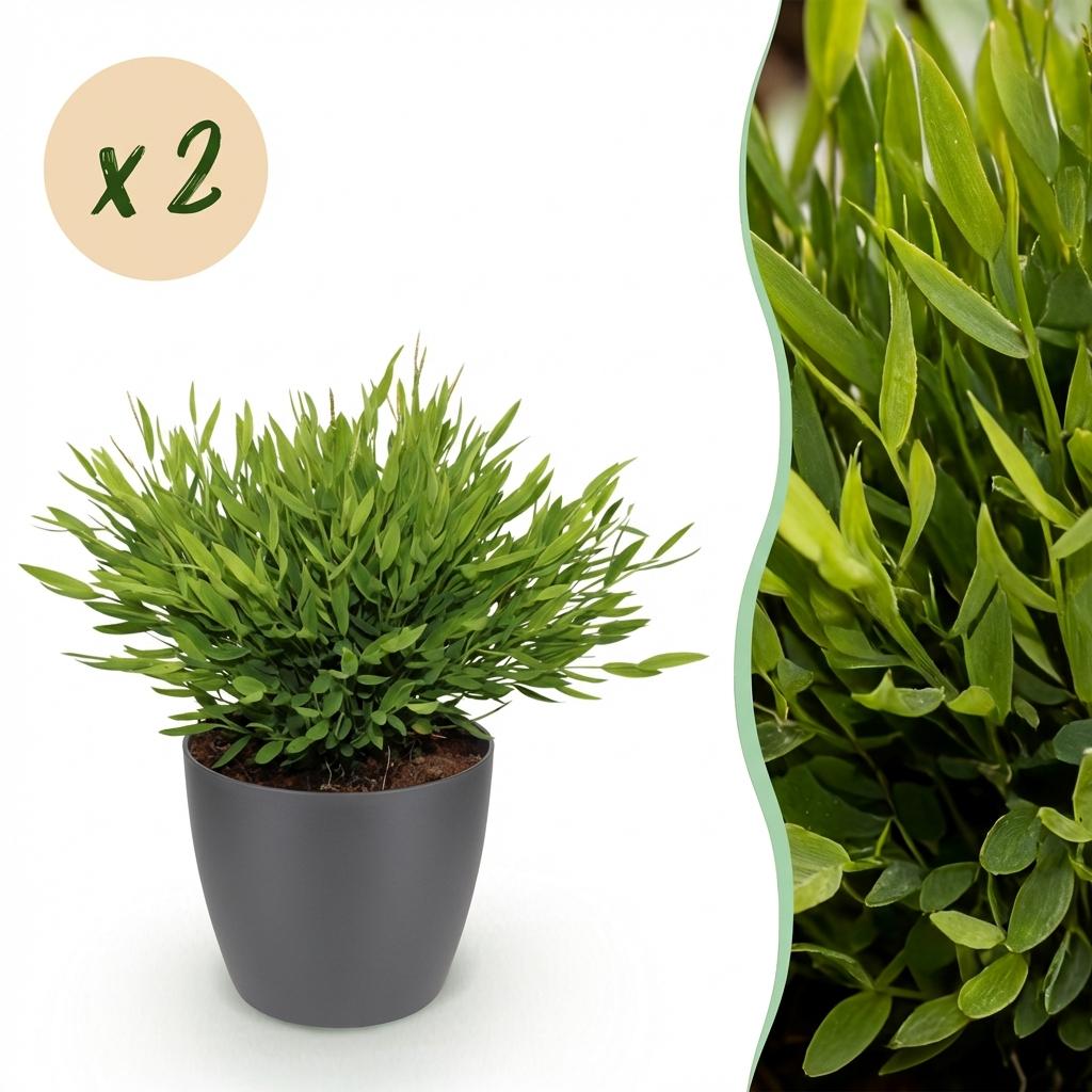 2× Bamusa Pogonatherum Monica (bambusgræs) i grå Potter-pyntepotte – Ø12 cm, 20 cm høj