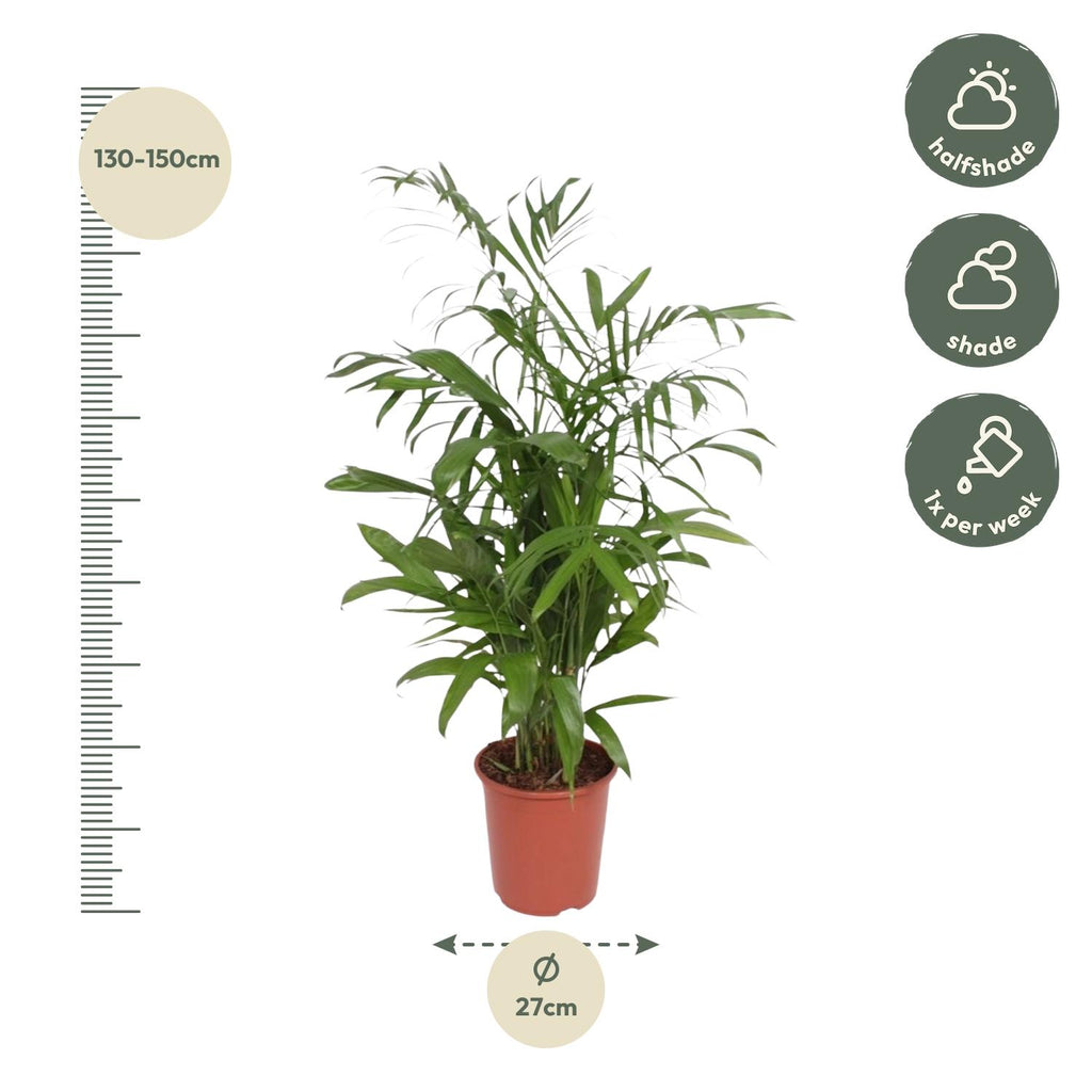Chamaedorea Seifrizii (bergpalm) – Ø27 cm, 140 cm hoog
