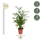 Chamaedorea Seifrizii (bergpalm) – Ø27 cm, 140 cm hoog
