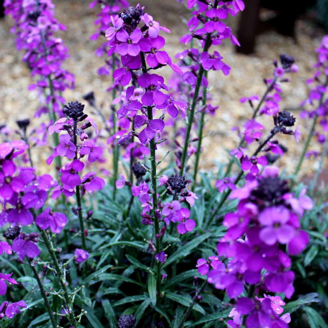 Erysimum 'Bowles Mauve' (muurbloem) – 6 planten, Ø9 cm, 10–25 cm hoog – foto 7