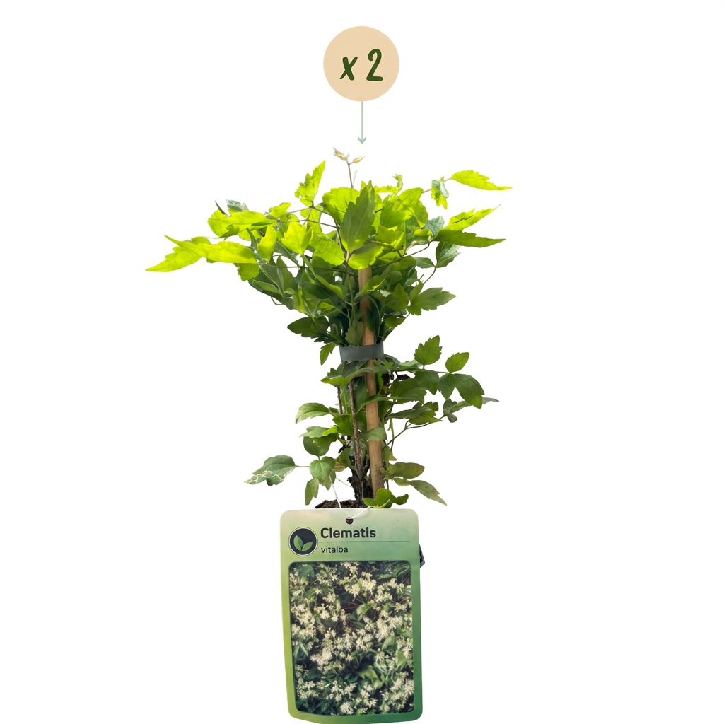 Clematis vitalba (Waldrebe) – weiß – 2 Pflanzen, Ø 9 cm, 35 cm hoch – Bild 2