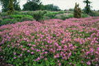 Geranium cantabrigiense 'Cambridge' (storkege) – 24 planter, Ø9 cm, 10–25 cm høje