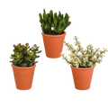 Crassula-mix (jadeplante) i terrakottakrukke – Ø9 cm, 18 cm høj