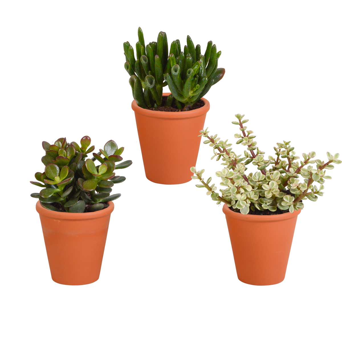 Crassula-Mix (Jade-Pflanze) im Terrakottatopf – Ø 9 cm, 18 cm hoch