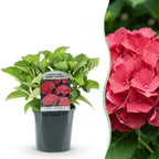 Hydrangea macrophylla 'Red' (Hortensie) – rot – Ø 17 cm, 30 cm hoch