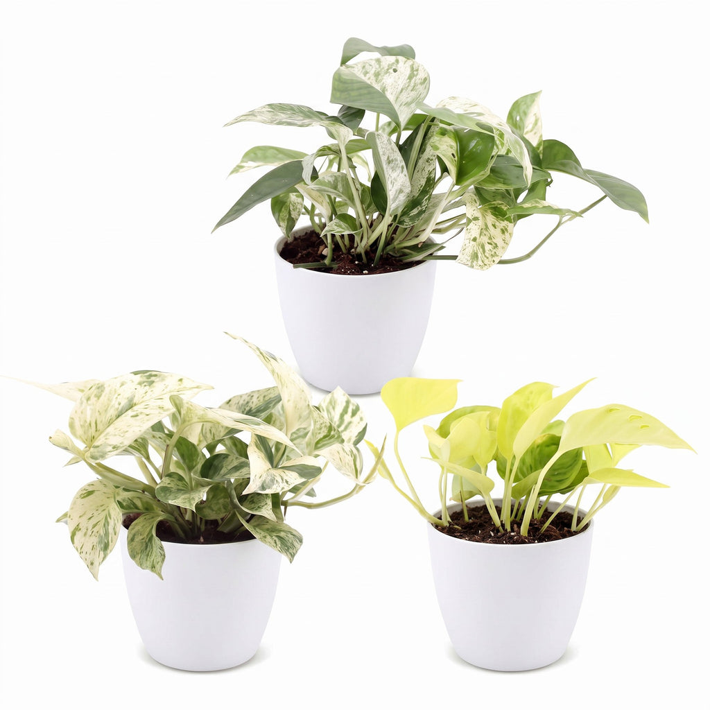 3× Epipremnum Tricolour (scindapsus) dans un pot blanc – Ø6 cm, 20–25 cm de haut
