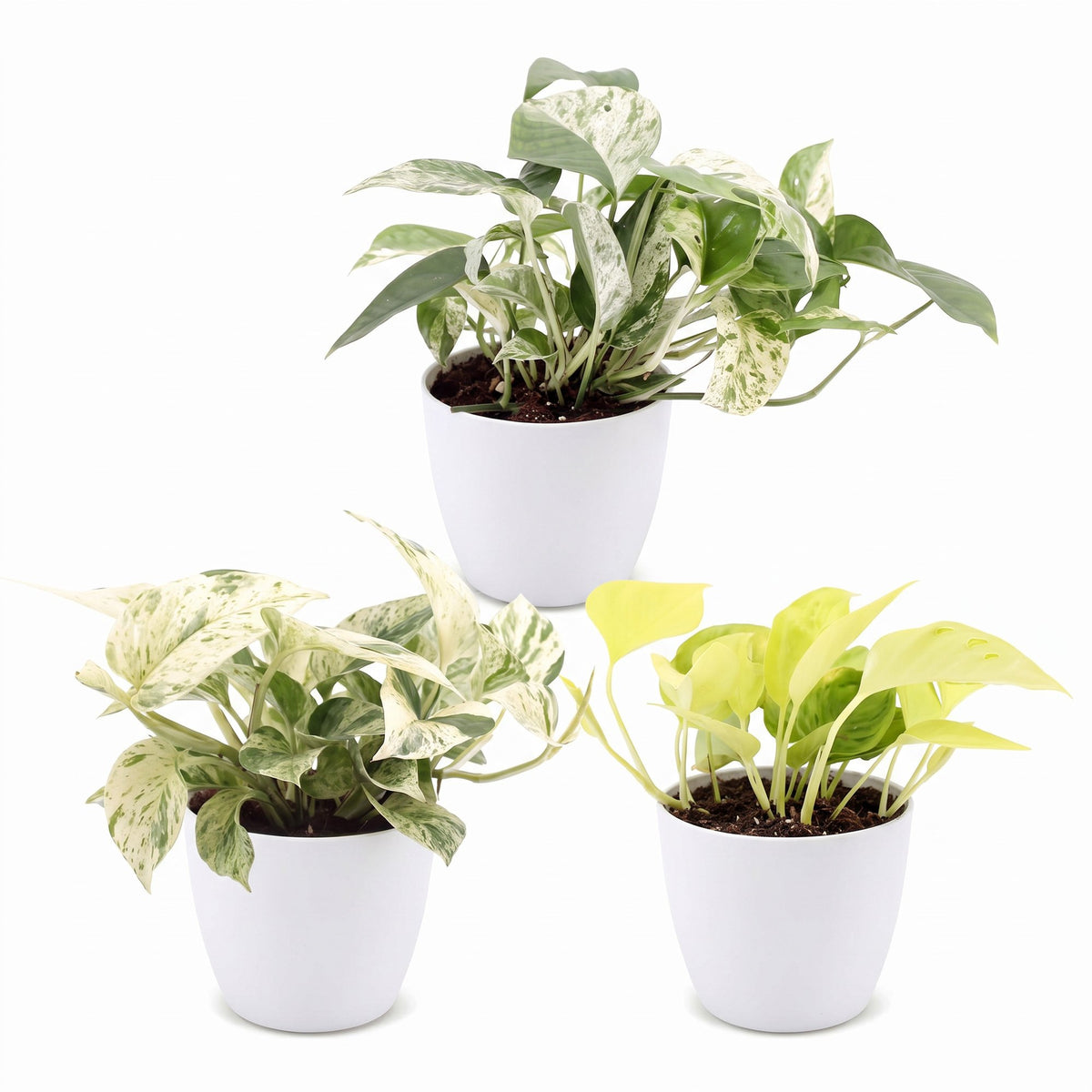 3× Epipremnum Tricolour (scindapsus) dans un pot blanc – Ø6 cm, 20–25 cm de haut