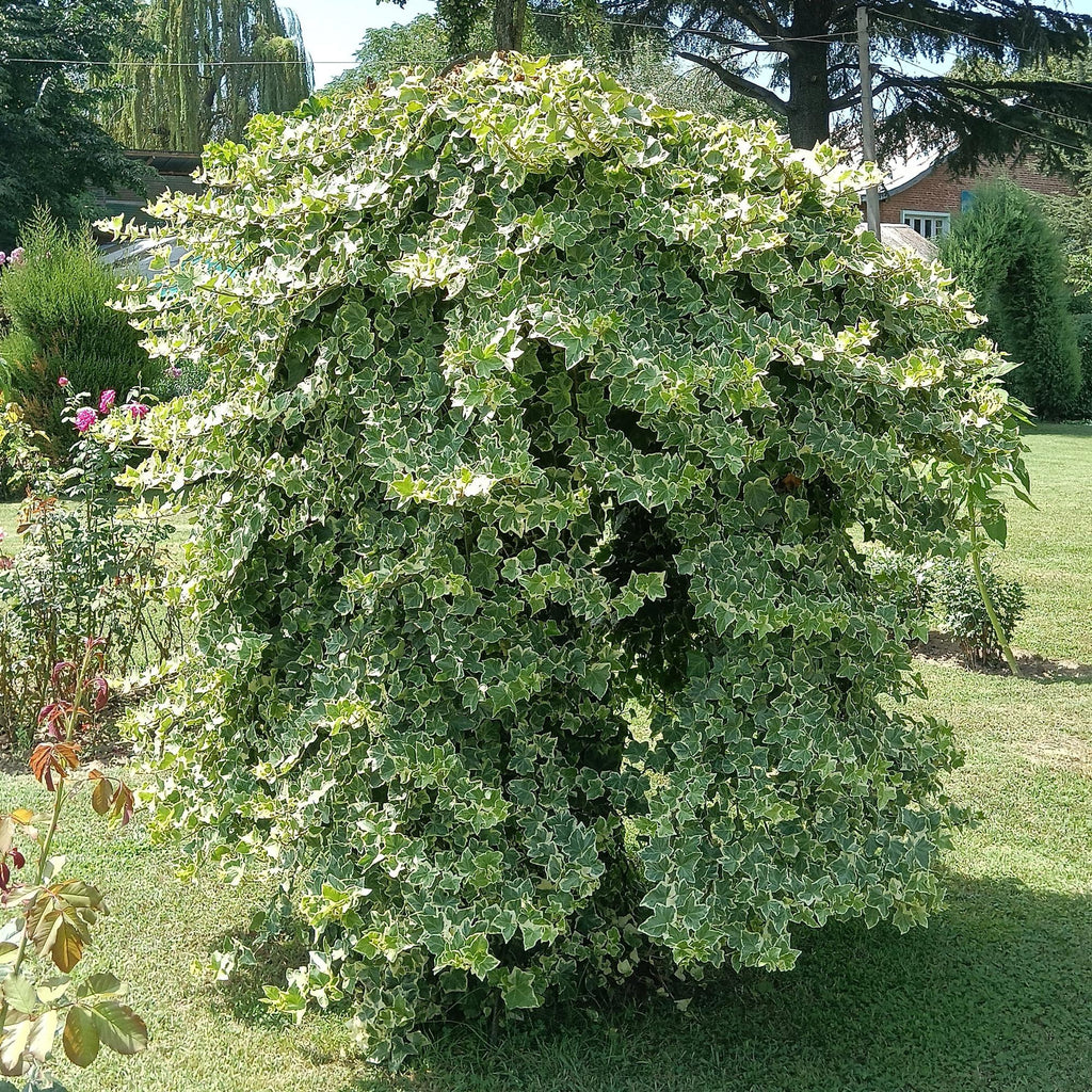 Hedera helix 'Glacier' (bladbont) – 2 planter, Ø11 cm, 40 cm høje – billede 5