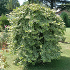 Hedera helix 'Glacier' (bladbont) – 2 planter, Ø11 cm, 40 cm høje