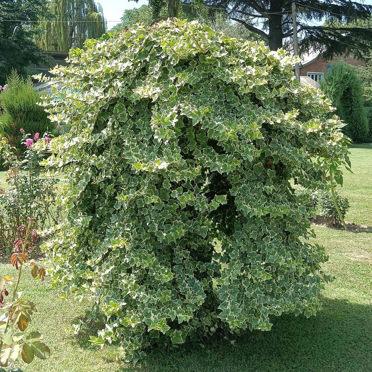 Hedera helix 'Glacier' (bladbont) – 2 planter, Ø11 cm, 40 cm høje – billede 5