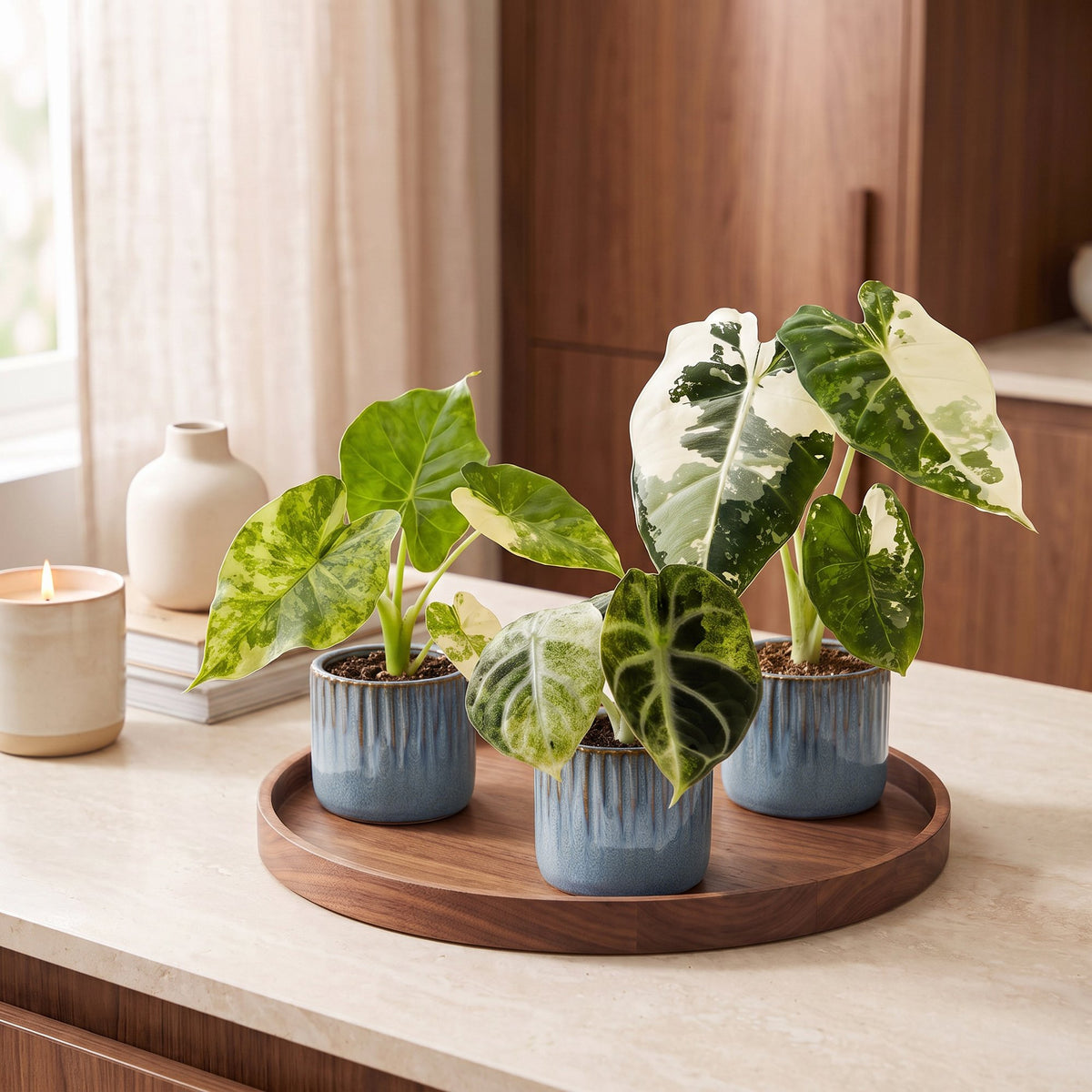 3× Baby Alocasia Tricolour Variegata (elefantøre) incl. Linnea Misty Blue – Ø6 cm, 5–15 cm høj