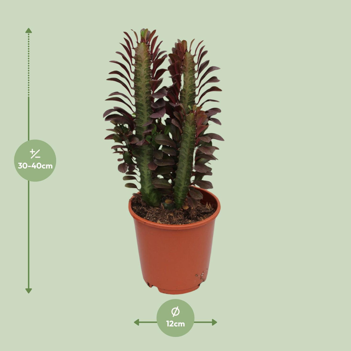 Euphorbia Trigona Rubra – Ø12 cm, 40 cm hoog