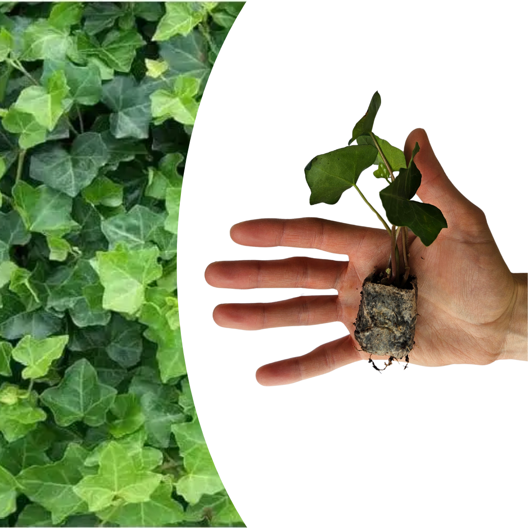 Hedera (klimop) – foto 2