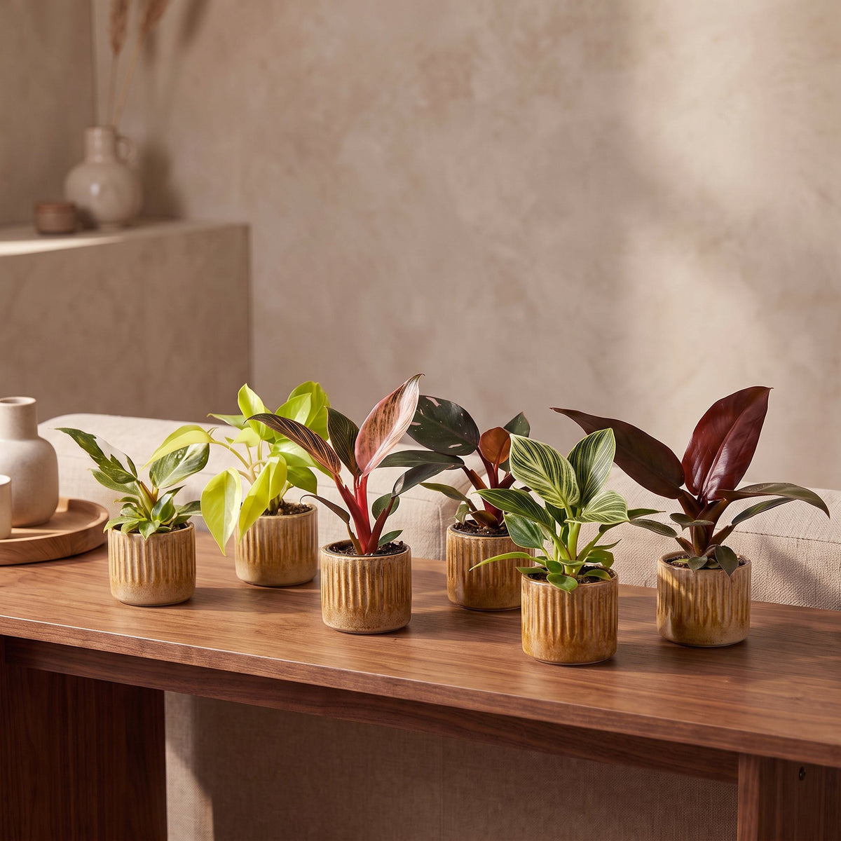 6× Baby Philodendron Family inkl. Linnea Honey – Ø6 cm, 10–15 cm hoch – Bild 3