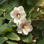 Magnolia sieboldii – weiß-rot – 3 Pflanzen, Ø 12 cm, 30 cm hoch