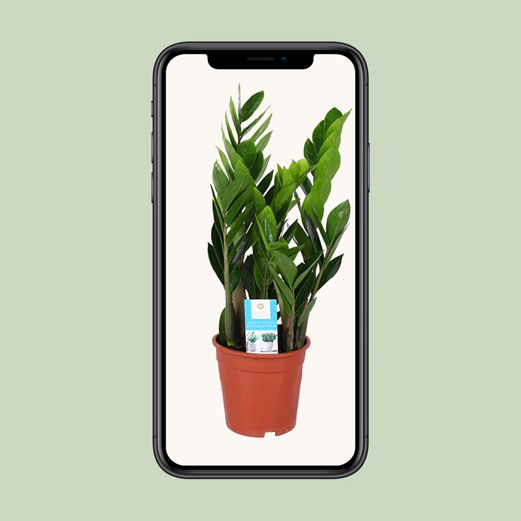 Zamioculcas zamiifolia (plante ZZ) – Ø 17 cm, 60 cm de haut