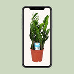 Zamioculcas zamiifolia (plante ZZ) – Ø 17 cm, 60 cm de haut