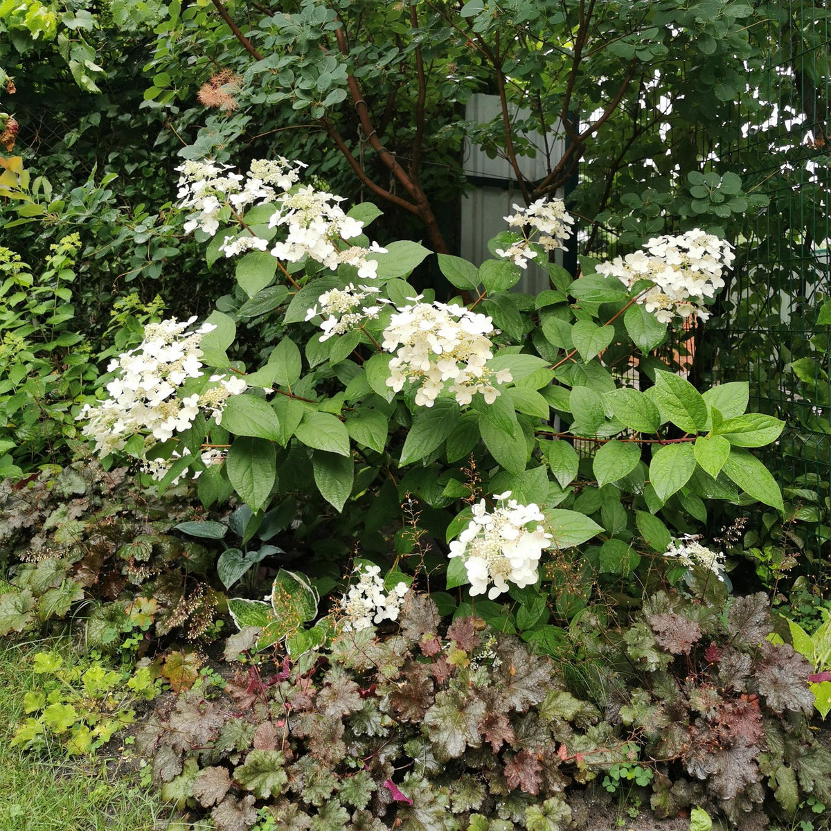 Hydrangea panniculata 'Wims Red' (hortensia) – wit-rood – 3 planten, Ø17 cm, 50 cm hoog