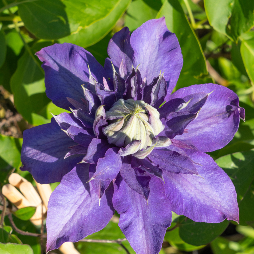 Clematis 'Multi Blue' (bosrank) – 3 planten