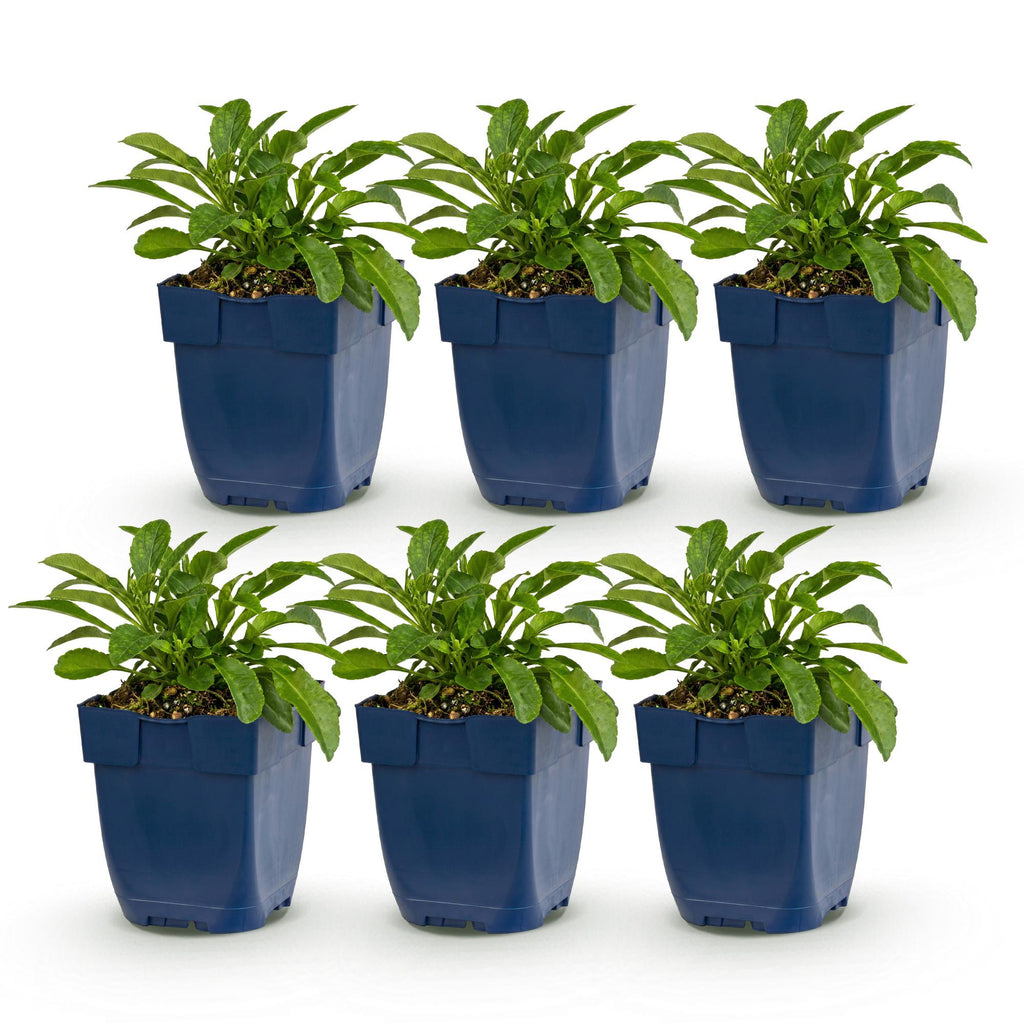 Campanula persicaria 'Duo' (Kärrchen) – blau-weiß – 6 Pflanzen, Ø 11 cm, 15–25 cm hoch
