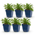 Campanula persicaria 'Duo' (Kärrchen) – blau-weiß – 6 Pflanzen, Ø 11 cm, 15–25 cm hoch