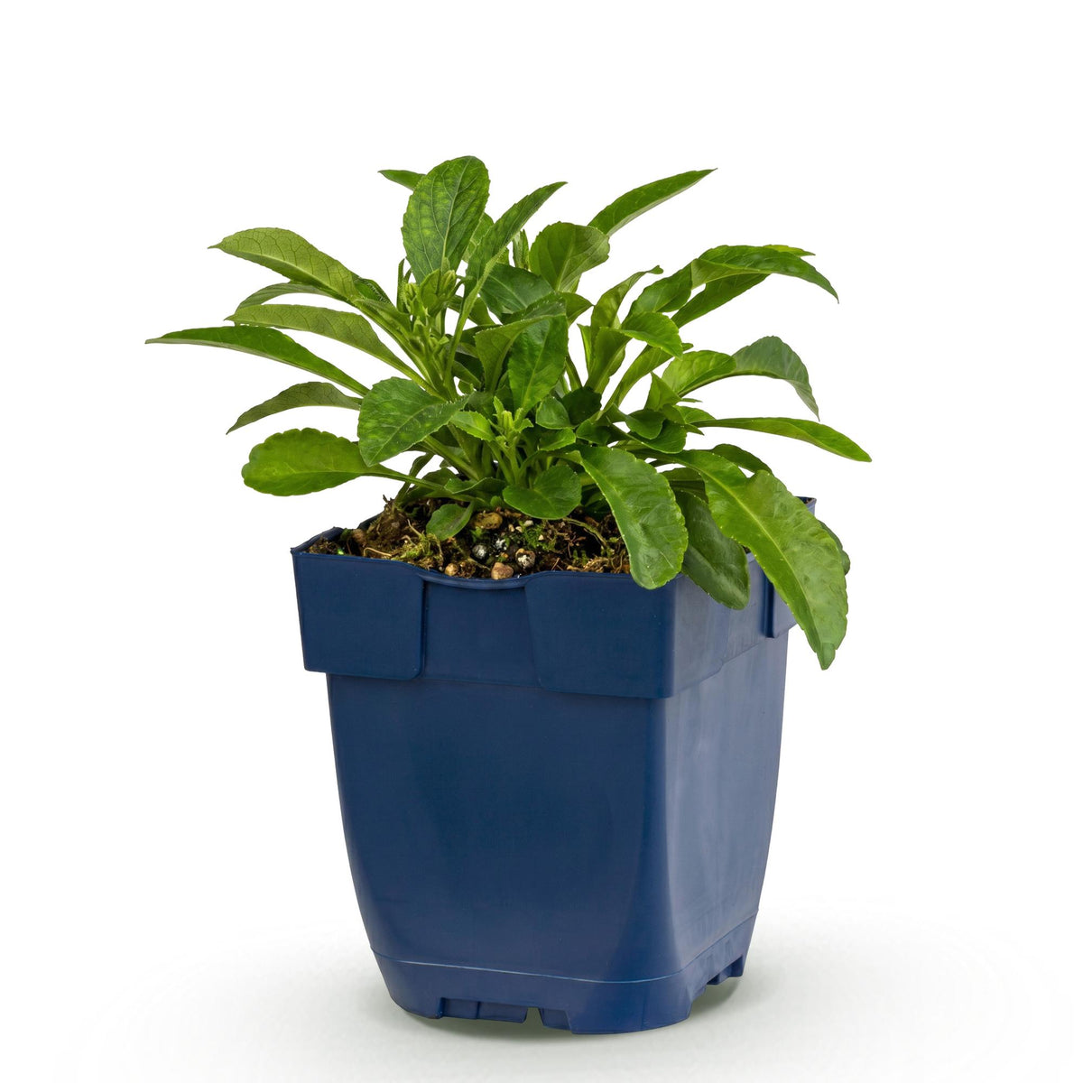 Campanula persicifolia (perzikbladklokje) – blauw – Ø11 cm, 15–25 cm hoog