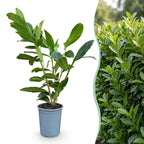 Prunus laurocerasus 'Caucasica' (prunier de laurier) – 40 plants, Ø9 cm, 25–35 cm de haut