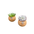 2× mélange d’Echeveria en kokodama (boule de fibre de coco) – Ø 12 cm, 20 cm de haut