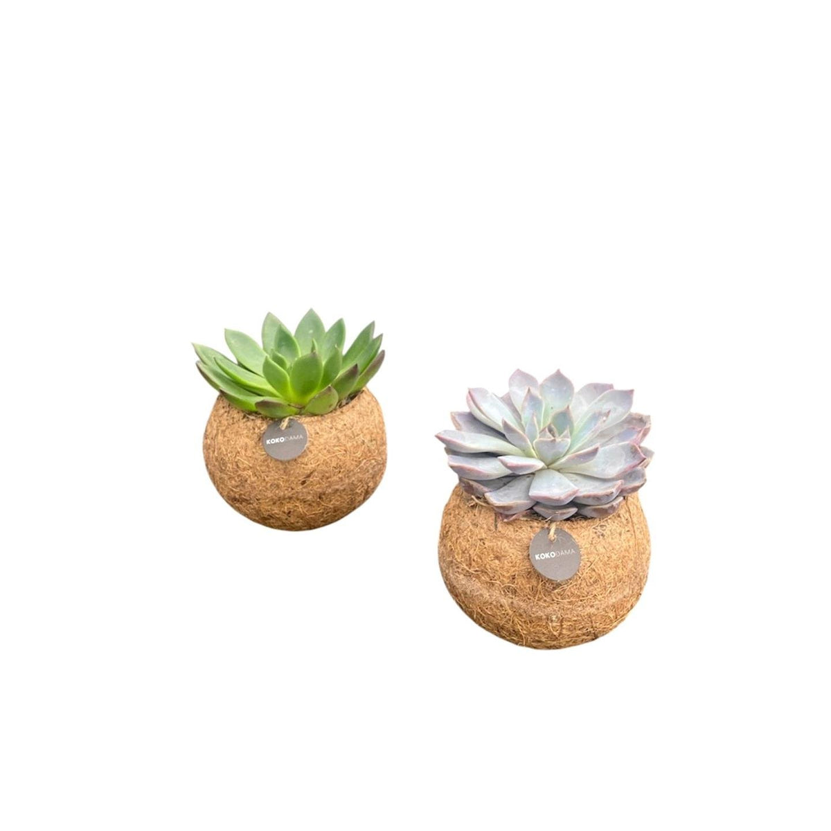 2× mélange d’Echeveria en kokodama (boule de fibre de coco) – Ø 12 cm, 20 cm de haut