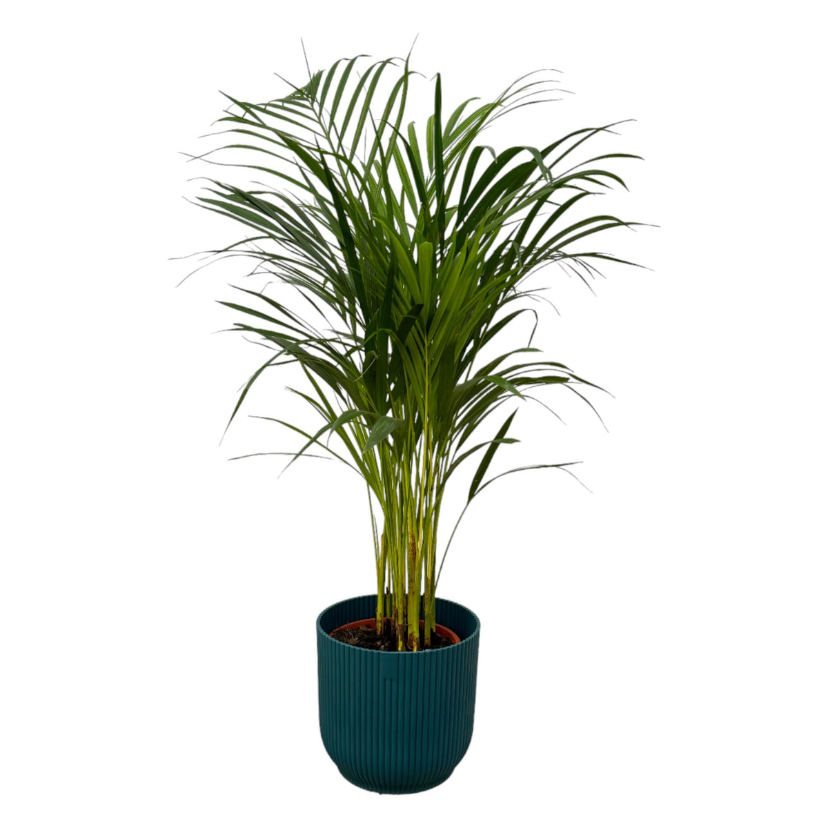 Palmier areca (Dypsis) dans pot décoratif rond Vibes Fold bleu – Ø19 cm, 85 cm de haut