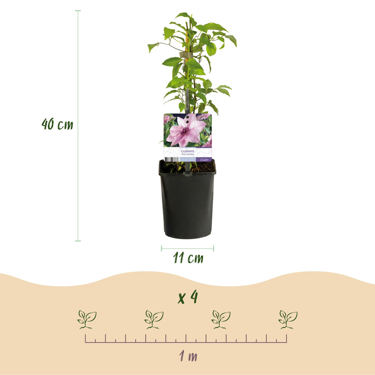 Clematis 'Pink Fantasy' (bosrank) – roze – 2 planten, Ø11 cm, 40 cm hoog