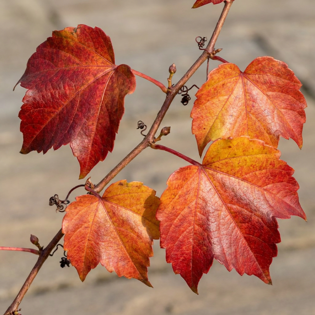 Parthenocissus tricuspidata 'Veitchii Boskoop' (vigne vierge) – jaune – Ø9 cm, 35 cm de haut – photo 3