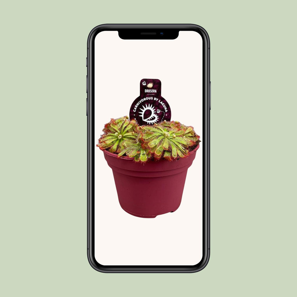 Drosera Aliciae (droséra) – Ø12 cm, 12 cm de haut