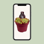 Drosera Aliciae (droséra) – Ø12 cm, 12 cm de haut