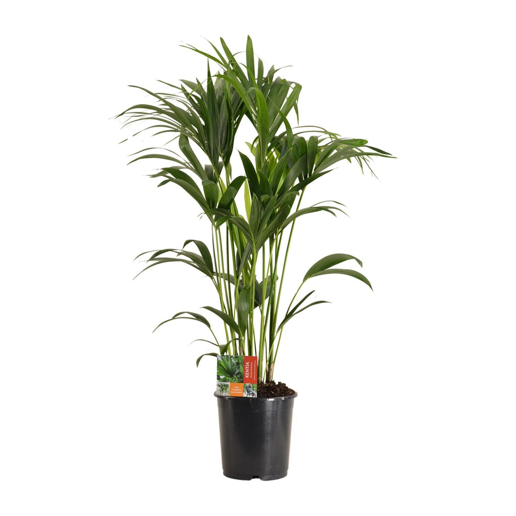 Howea forsteriana (kentia-palme) – Ø24 cm, 120 cm høj