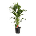 Howea forsteriana (kentia-palme) – Ø24 cm, 120 cm høj