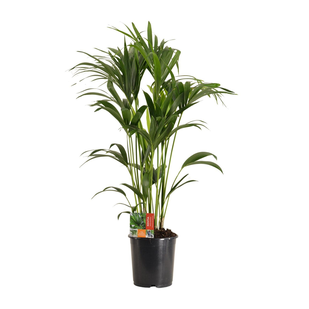 Howea forsteriana (Kentia-Palme) – Ø 24 cm, 120 cm hoch