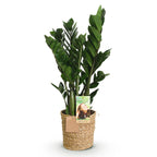 Zamioculcas (ZZ-Pflanze) mit Korb – Ø 17 cm, 65–75 cm hoch