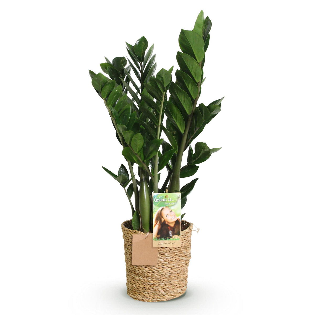 Zamioculcas (zz-plant) met mand – Ø17 cm, 65–75 cm hoog