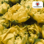 Tulpe 'Avant Garde' – 20 Blumenzwiebeln (Zwiebelgröße 11/12)