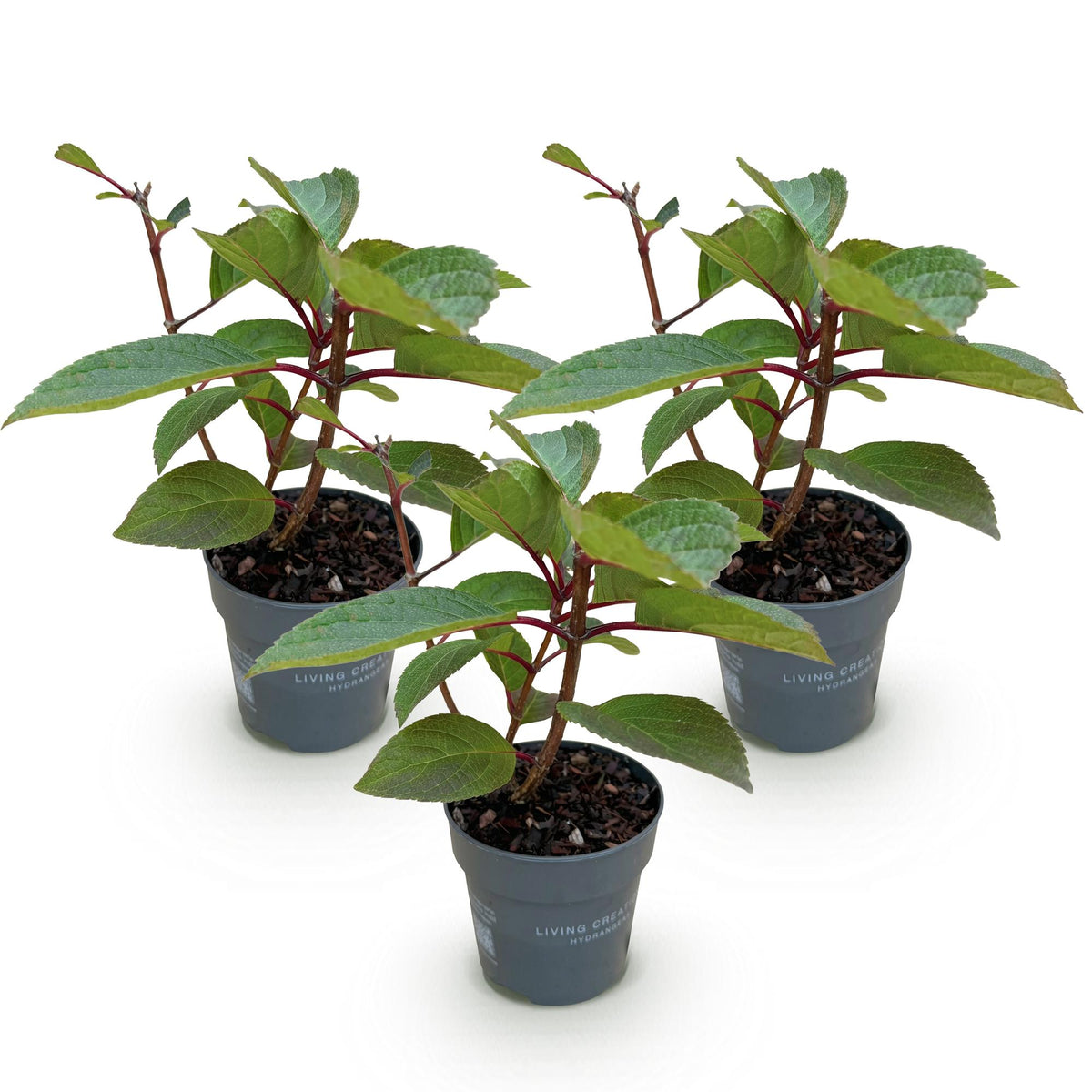 Hydrangea panniculata 'Living Infinity' (pluimhortensia) – wit – 3 planten, Ø12 cm, 20–30 cm hoog