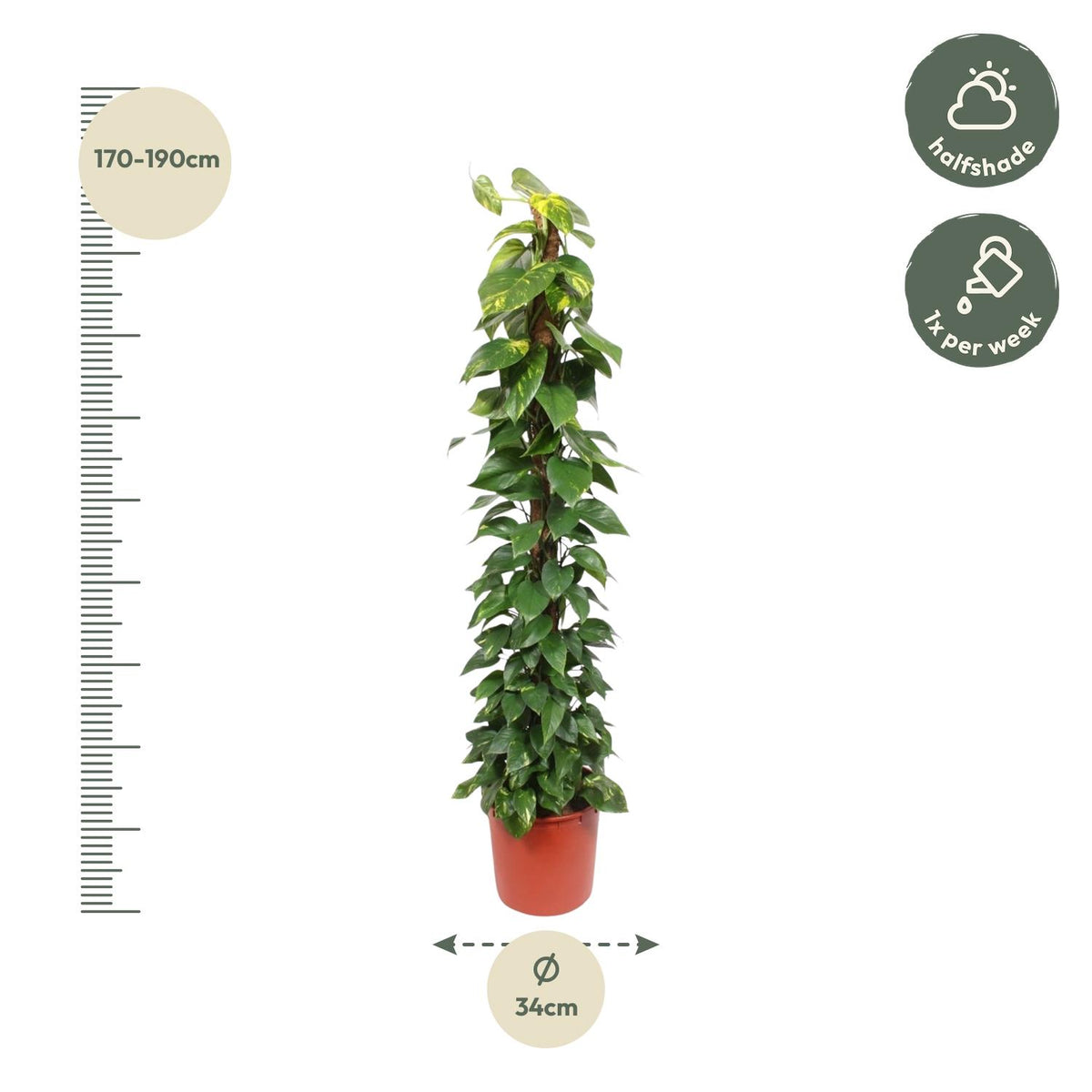 Epipremnum aureum (Scindapsus) – Ø 34 cm, 180 cm hoch