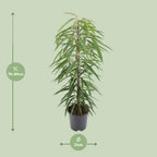 Ficus Binnendijkii Alii – Ø21 cm, 80 cm hoch