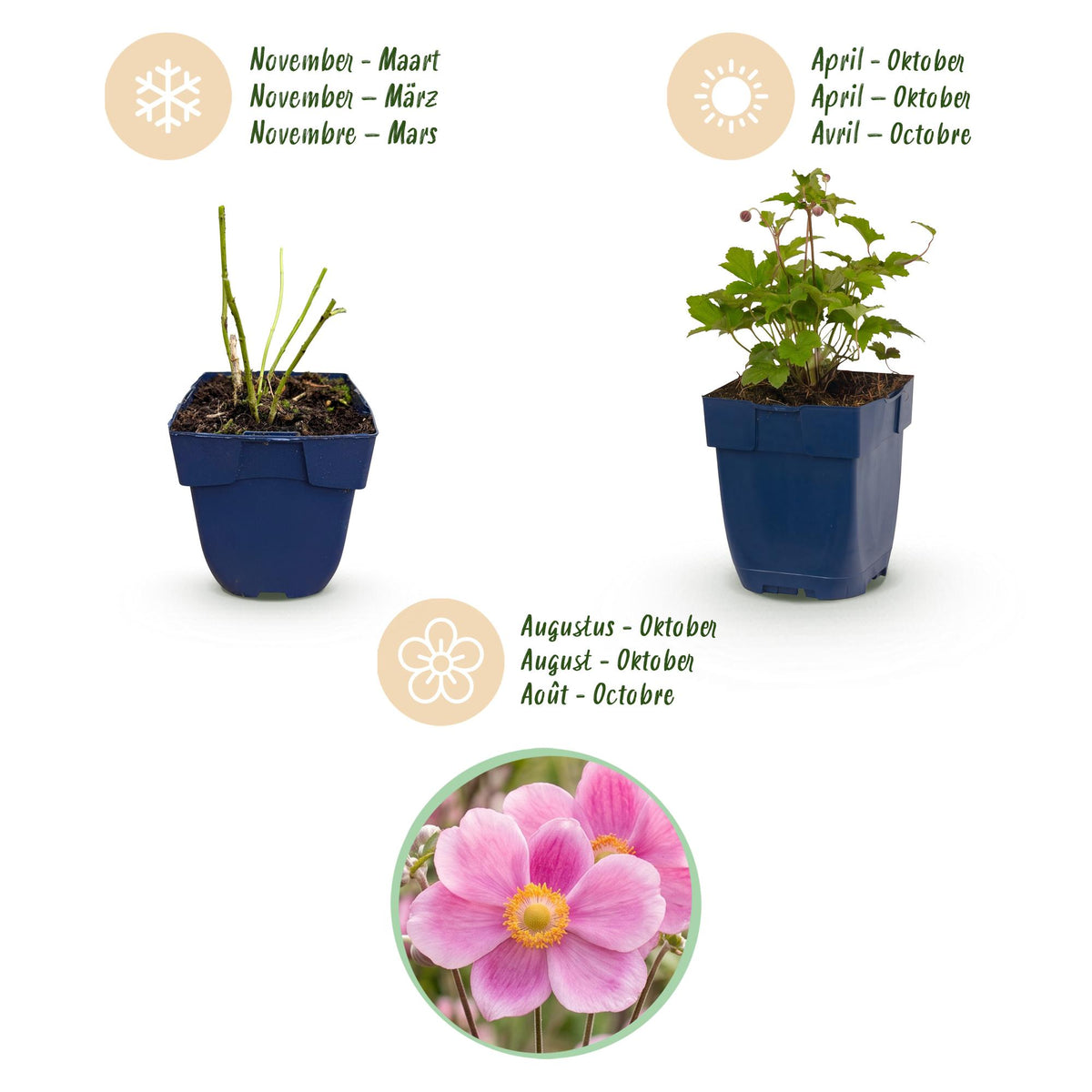 Anemone hup. 'Splendens' (Herbstanemone) – dunkelrosa – 12 Pflanzen, Ø 11 cm, 15–25 cm hoch – Bild 4
